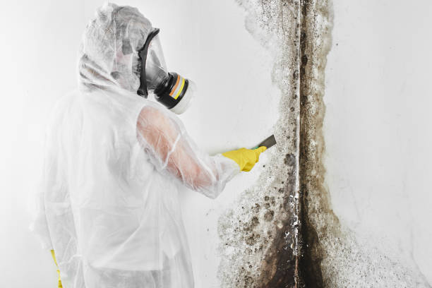 Best Fast Mold Removal  in East Port Orchard, WA