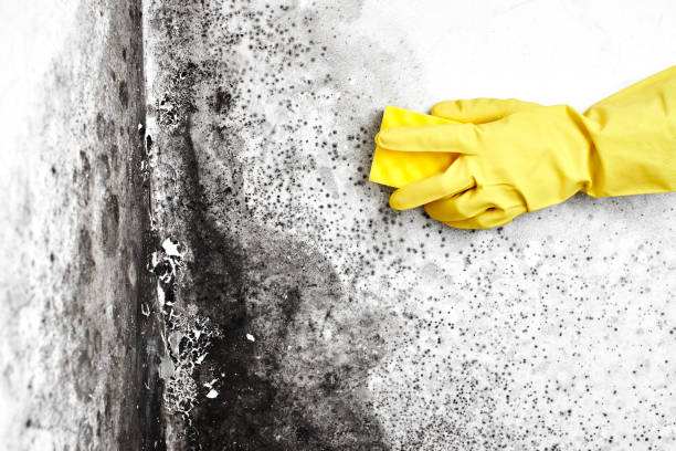 Mold Testing and Removal in East Port Orchard, WA