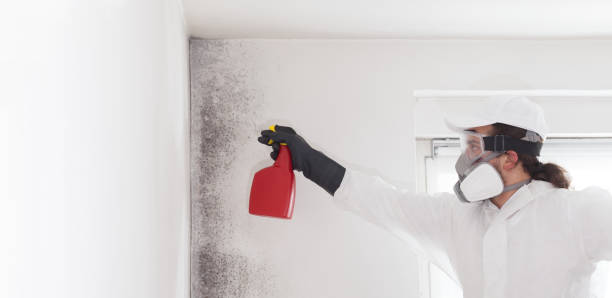 Best Mold Remediation  in East Port Orchard, WA
